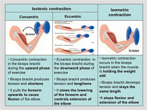 concentric vs eccentric muscle contraction.